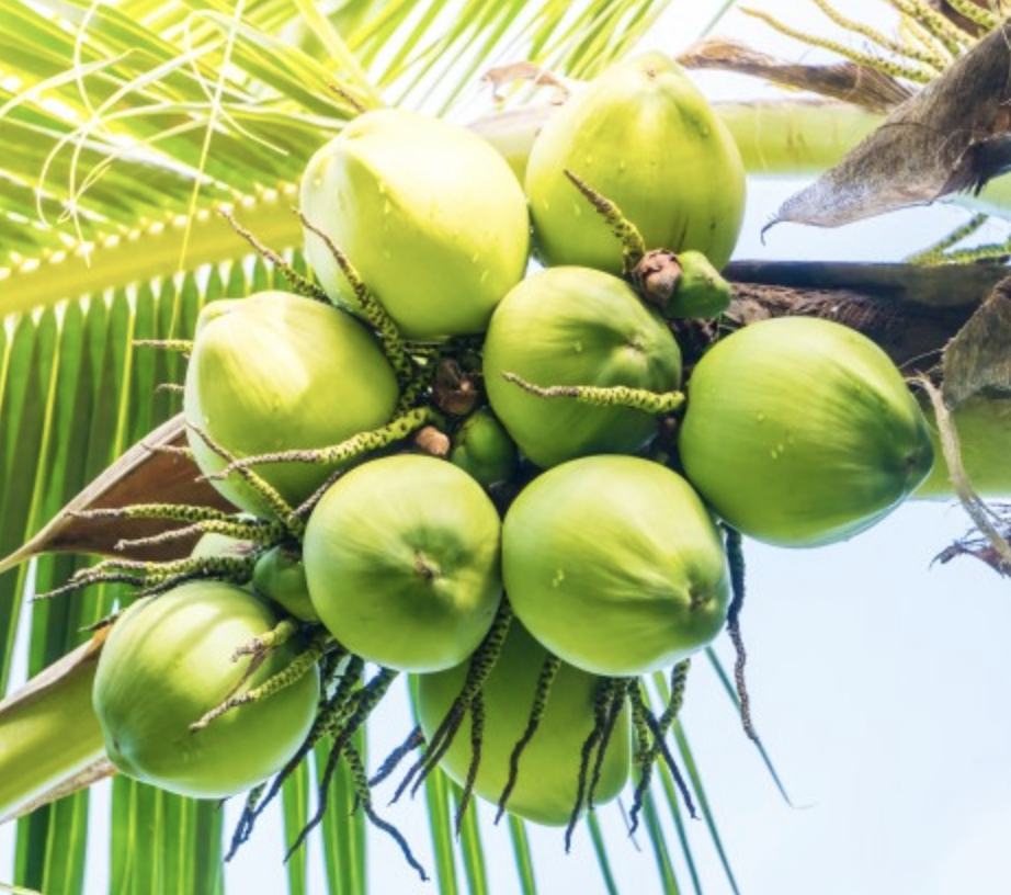 National Fruit Maldives